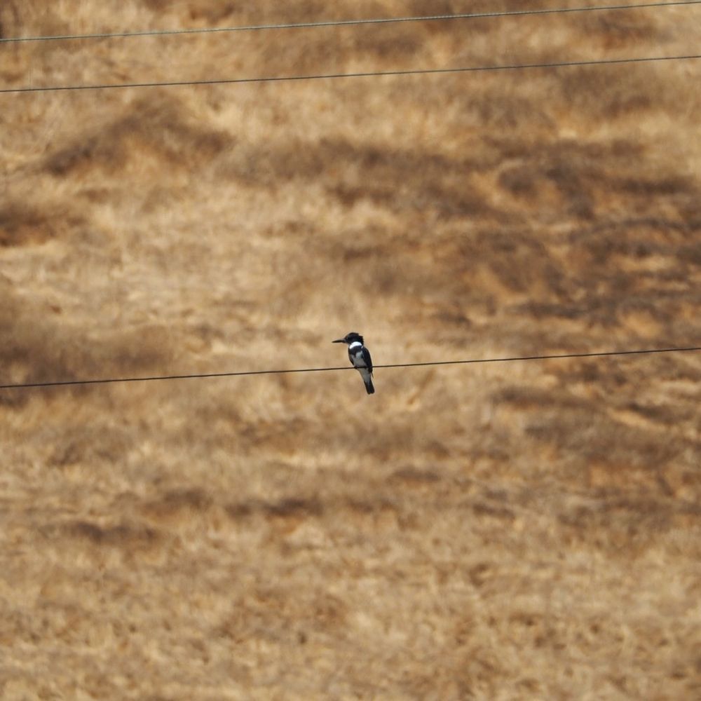A belted kingfisher on a wire