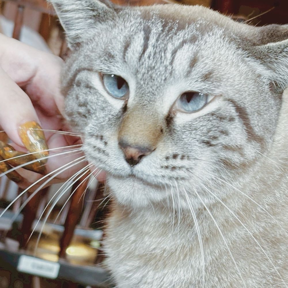 カフェ タロ さんのスタッフさんのご家族のゆずくん
接客がめっちゃ上手で、おしりぽんぽんも顎なでなでもどんどんくれ~~なイケニャンでした おめめがとっても綺麗で、U字のかぎしっぽが可愛かった
座って見守ってたわたしの所にもわざわざ来てくれて本当にしあわせな気持ちもらってしまった🤦‍♀️‎🤍
