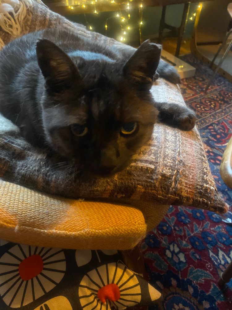 Misha, a black smoke tabby, on his favourite chair in the living room. He is lying on a woven pillow, which is on the mustard yellow chair. 