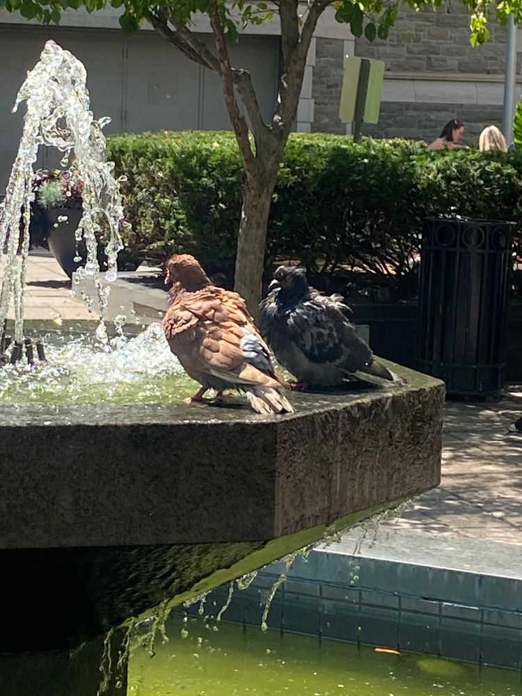 Two slightly bedraggled but still lovely pigeons on the lip of a fountain. One is black and white, which is becoming the norm here, but the other is a gorgeous milk chocolate colour.