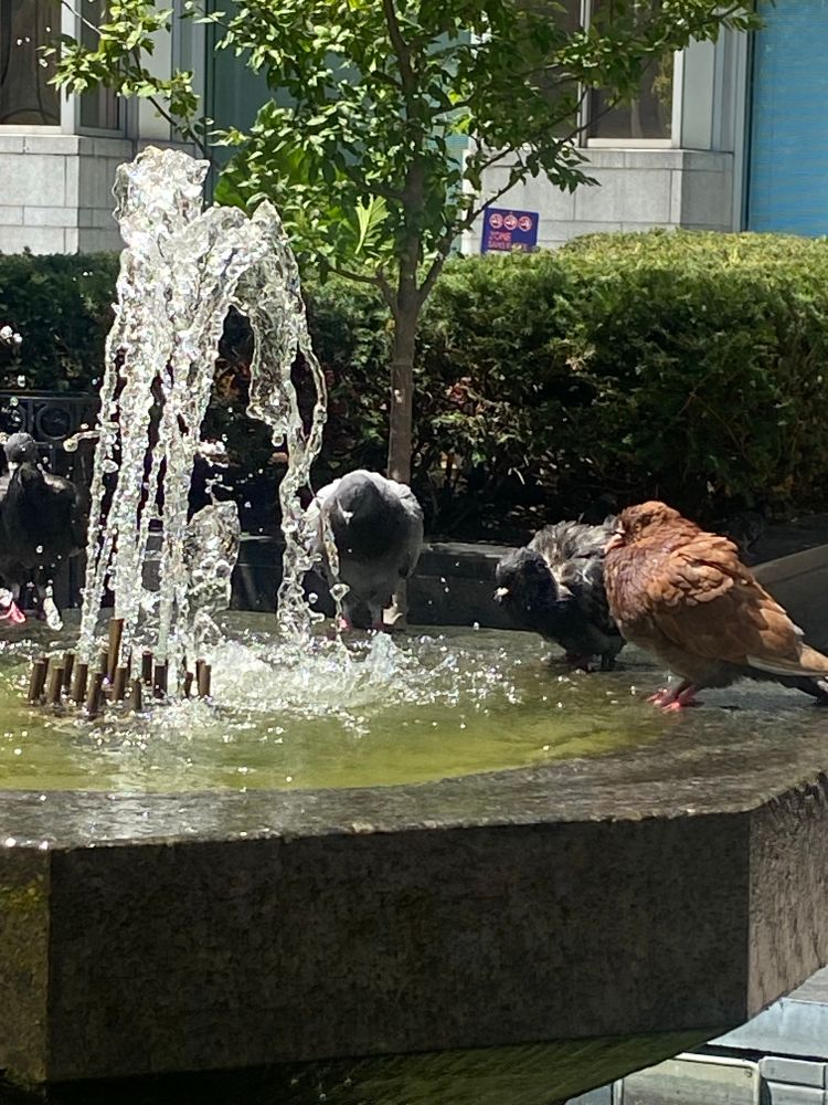 Three pigeons on the fountain. One is the familiar grey, one is black and white, and one is a stunning chocolate brown.
