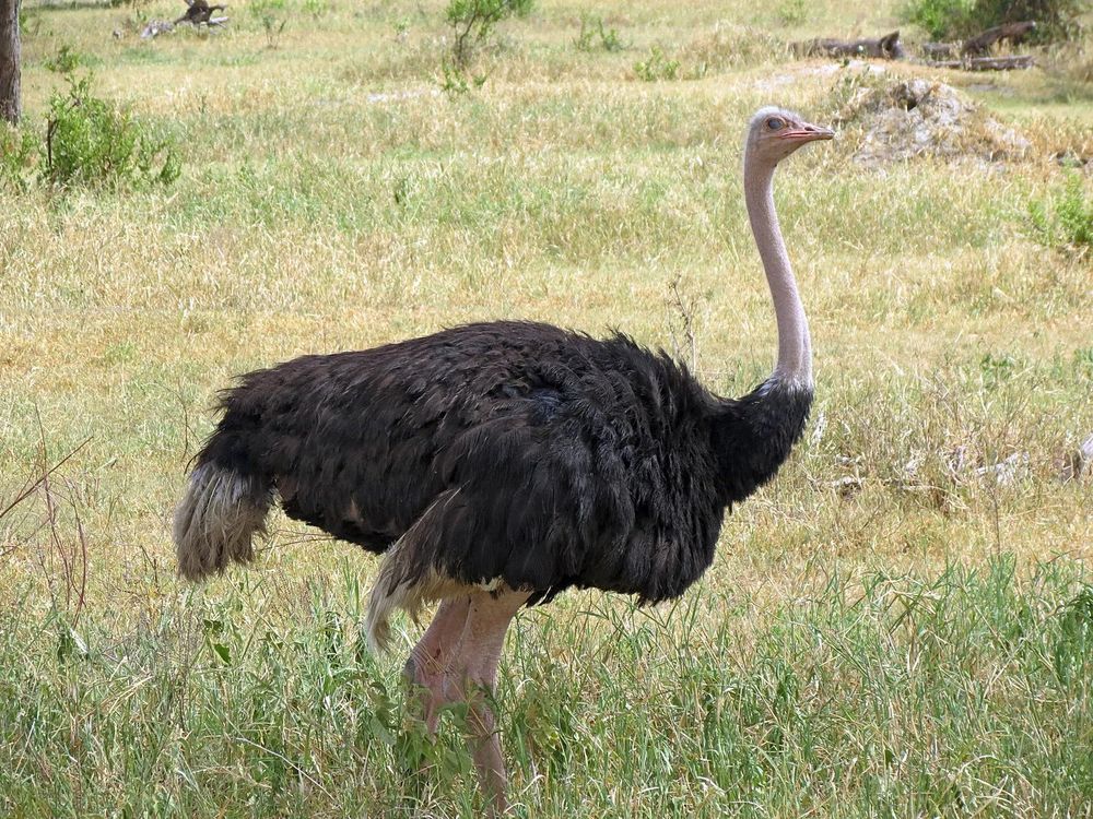 Une Autruche d'Afrique (Struthio camelus) se promène dans la savane. Celle-ci est une Autruche masaï (Struthio camelus massaicus), sous-espèce, même si on distingue à peine son collier blanc, à la base du cou. Tanzanie.
An African Ostrich (Struthio camelus) strolls through the savannah. This is a Maasai Ostrich (Struthio camelus massaicus), a subspecies, even though its white collar at the base of the neck is barely visible. Tanzania.