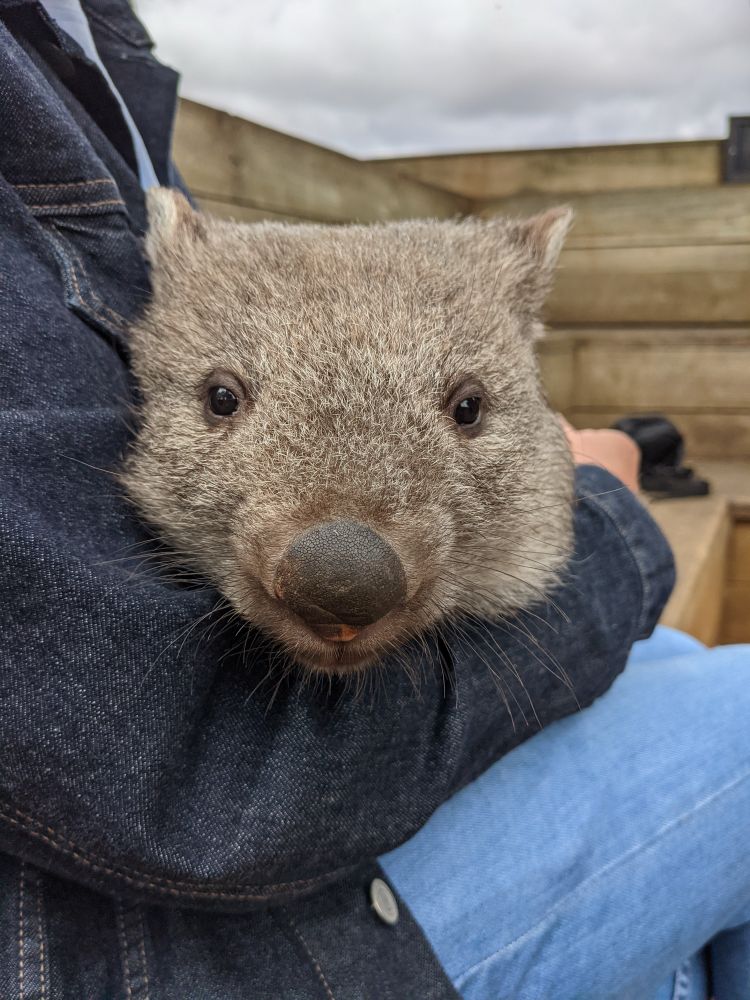 A picture of a wombat being held in my arms