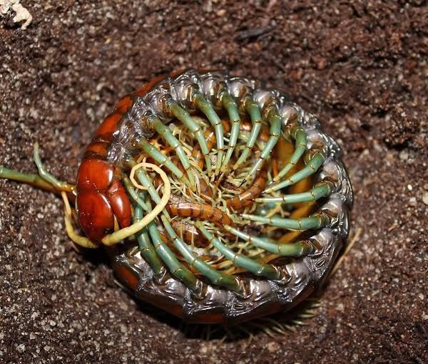 A picture of a mama centipede curled up like a cage around her many hatchlings.