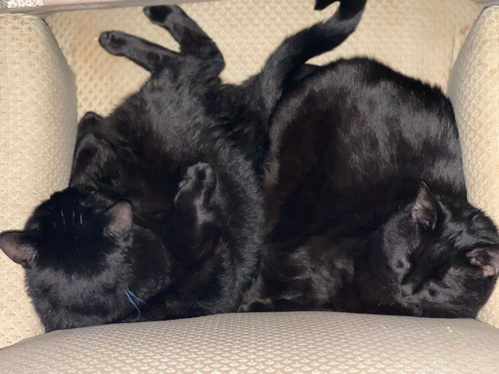 Two black cats cuddling in an arm chair.