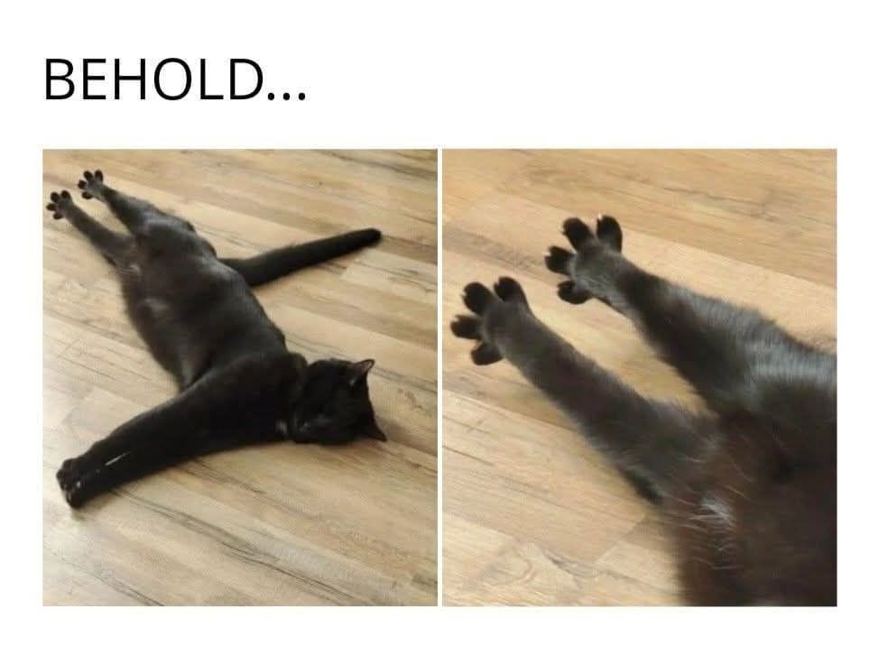Caption: BEHOLD

ID: a cat with dark fur, (maybe black, maybe a very dark gray) lays on a light wooden floor and stretches its back legs, so that the bottom half of the legs are extended stick-straight, toes completely spread out 

On the right side is a closeup of said extended back legs, and fully spread toes. 

