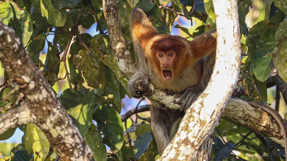 A young proboscis monkey braces its front arms on a tree branch while sitting in a tree. Its mouth is open mid scream as it leans forwards. 