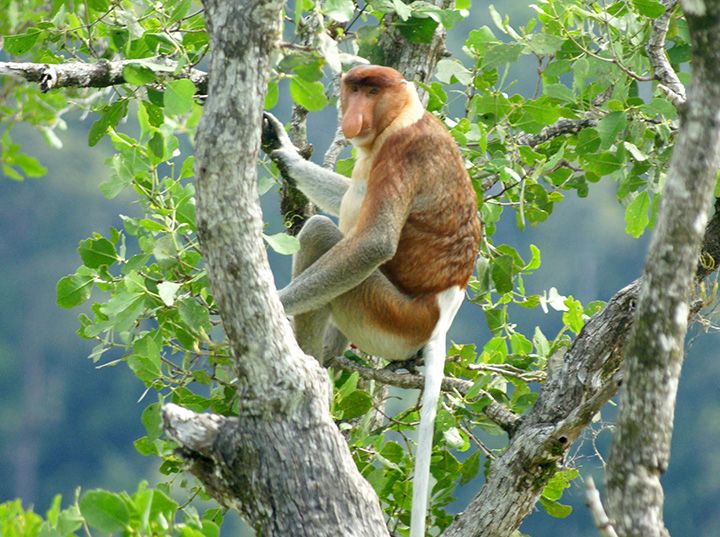 Adult male proboscis monkey sitting in a tree 