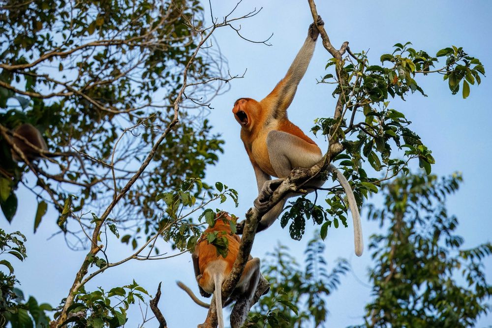 Two proboscis monkeys sit on a tree branch. One proboscis monkey sits lower on the branch, its back facing the camera. The other male proboscis monkey holds on to the branch with his arm and his mouth is wide open, making an alarm sound. 