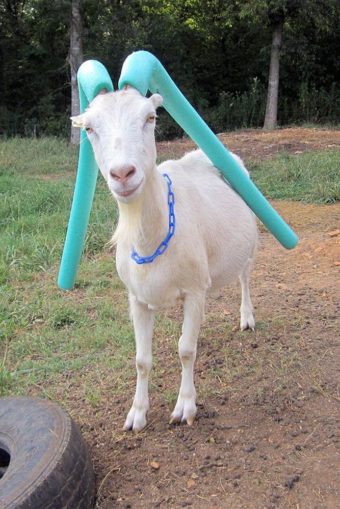 A picture of Hatsune Miku