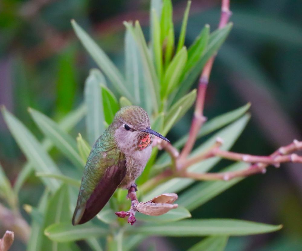 Hummingbird perched on a thin branch. The bird has iridescent green feathers on its back and head, with a light-colored underside and a small patch of reddish-orange on its throat. Its long, slender beak is pointed forward. The background consists of green, elongated leaves, softly blurred, giving the scene a natural, tranquil feel.