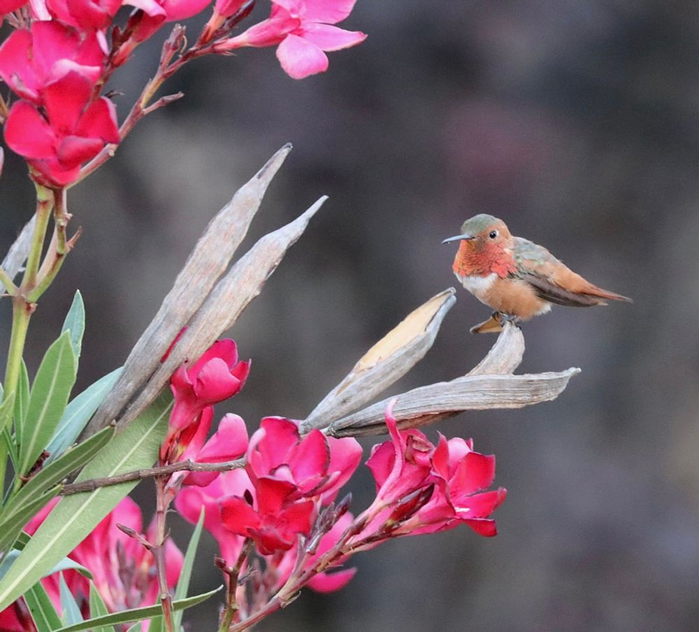 This photo captures a small, rufous-colored hummingbird perched on a light brown, dried seed pod, surrounded by vibrant pink flowers. The hummingbird is positioned slightly to the right of the center, facing left, with a light green head and a reddish-orange throat and chest. Its back and tail are a similar rufous-brown. The pink flowers, which appear to be oleander blossoms, dominate the left side and bottom of the frame, creating a vivid contrast with the bird and the muted, out-of-focus background. The plant also has long, slender green leaves visible.