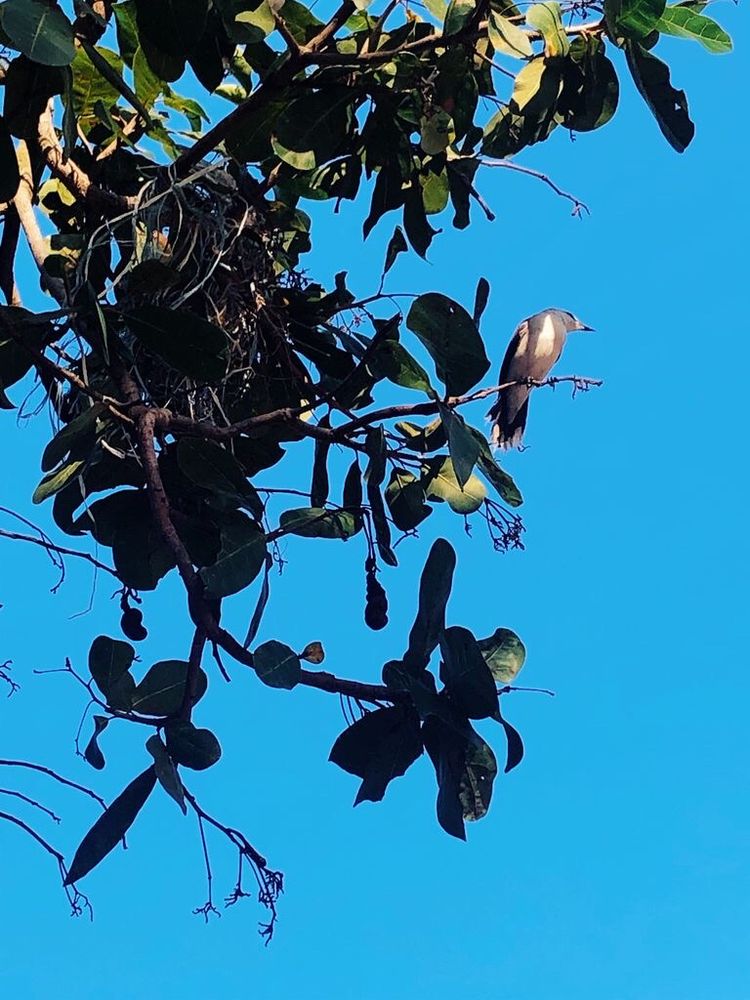 a little bird on a tree