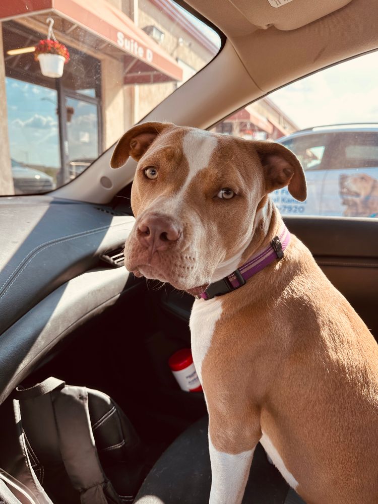 White and tan American Pit Bull Terrier sitting in a car staring at the camera. 