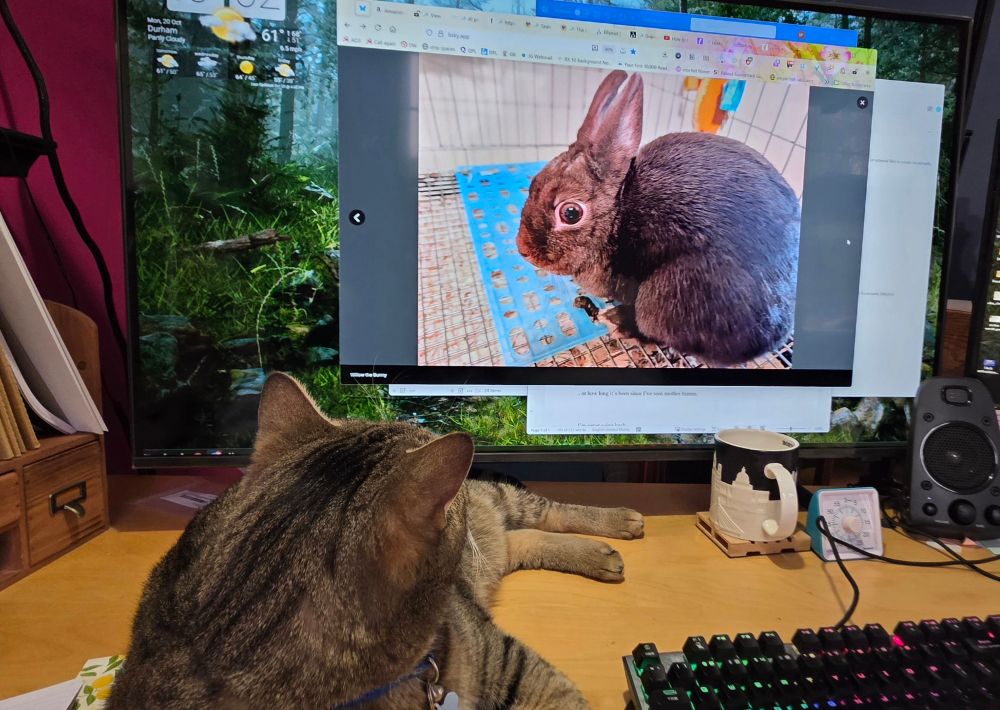 A large tan tabby cat looks excitedly at the photo of a small brown bunny on a computer screen. 