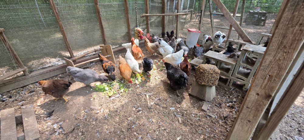 A multicolored flock of chickens excited to get fresh chopped veggies. 