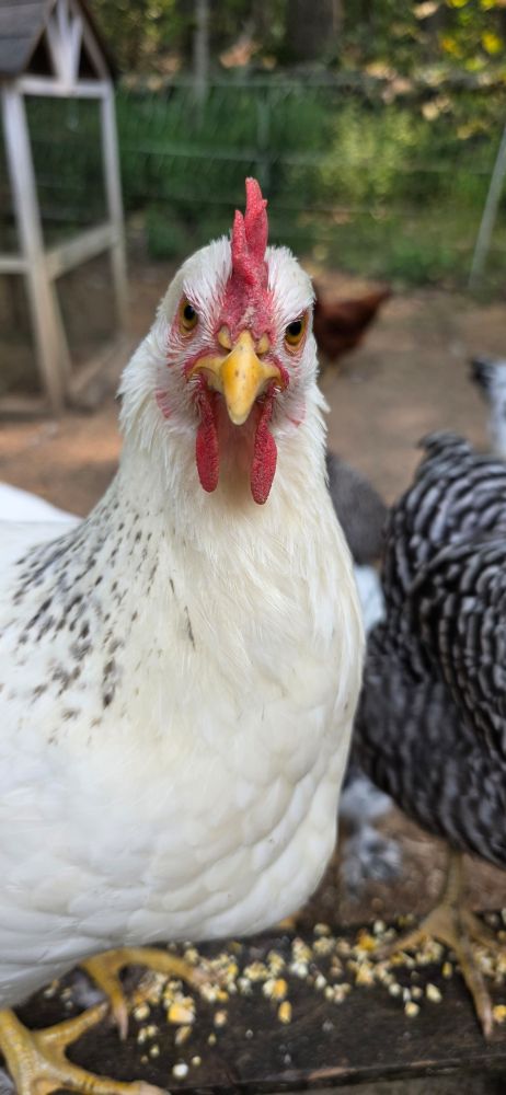 A white chicken, Fritzie, with black speckles, lookin at the camera, annoyed that she's not getting any mealworms. 