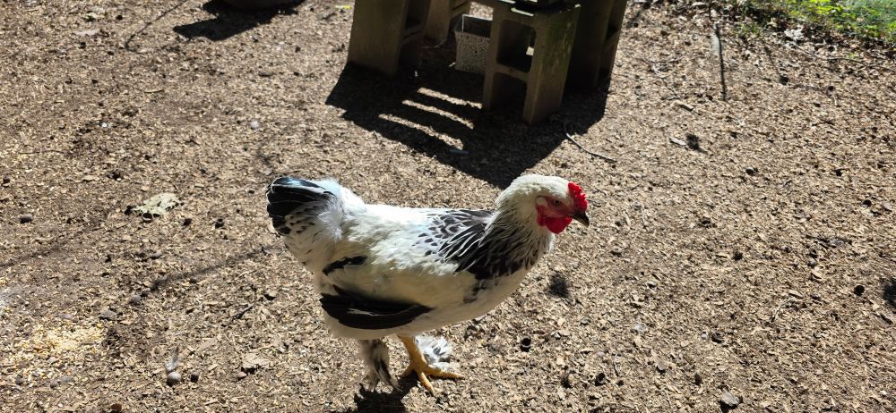 A black and white chicken, extra large. Don't tell him but he's a rooster. We can only keep him as long as he stays quiet. We haven't named him (yet).