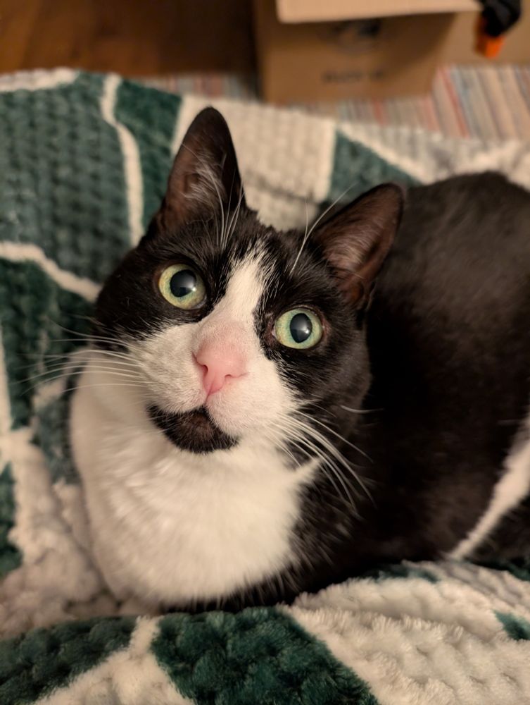 Black and white cat with green eyes looks up past the camera.
