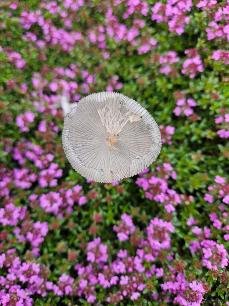White translucent mushroom in a bed of ground cover thyme with bright pink flowers.