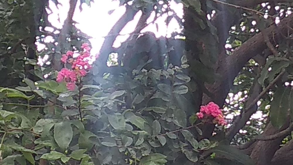 Pinkish flowers on a tree