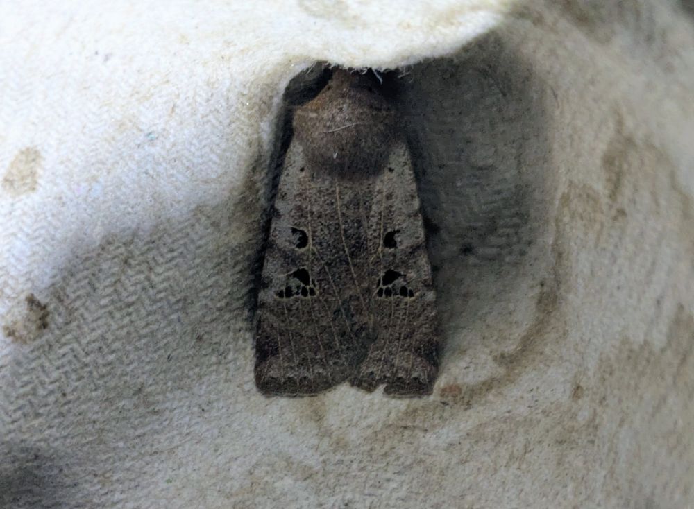 Record shot Black-spotted Chestnut 