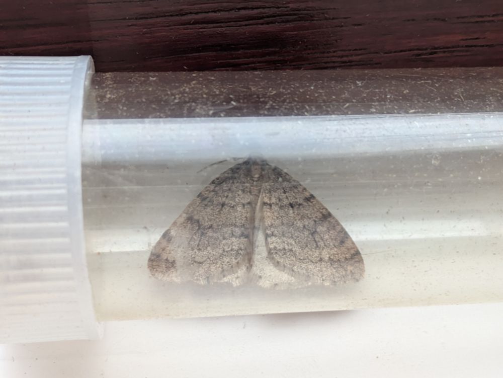 An uncooperative Winter Moth