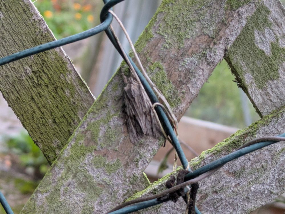 Blair's Shoulder-knot hiding on the fence (a bit blurred!)