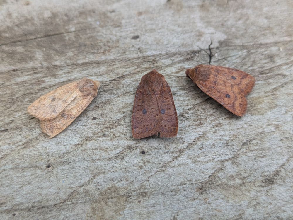 1 Brick and 2 Chestnuts