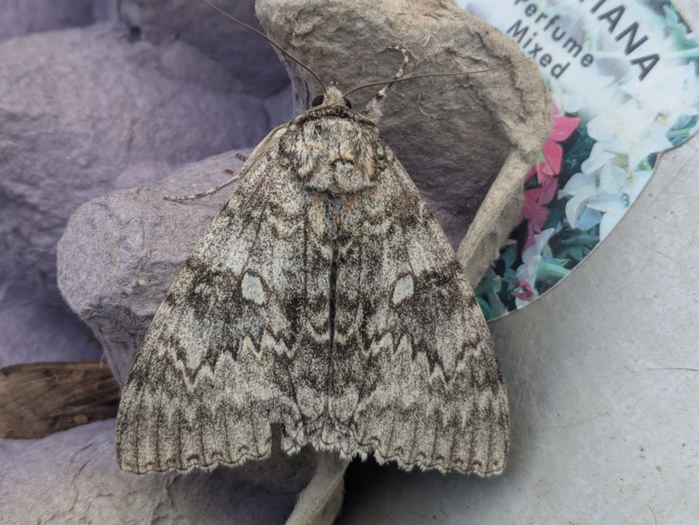 Clifden Nonpariel