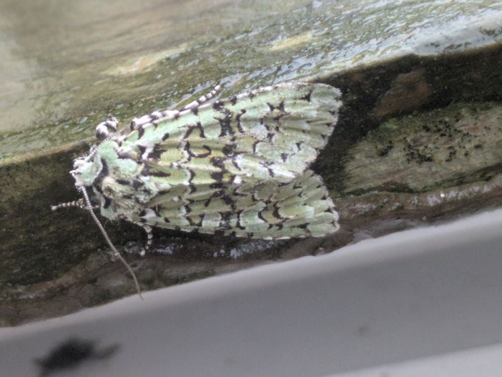 Merveille du Jour my 81st individual in 2025