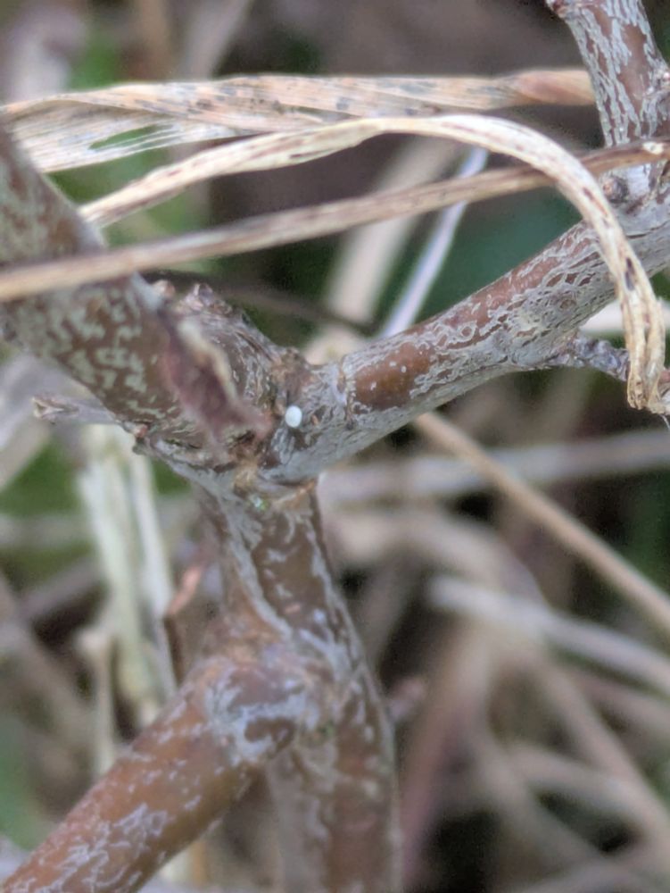 The other Brown Hairstreak egg deep down in a bit of blackthorn sucker growth
