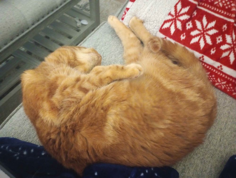 an orange cat curled up in a comma on a couch with his kitty chin showing and his toesies all stretched out