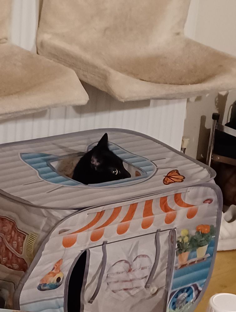 A black cat peeking out of a pop up cat toy that is designed to look like a caravan. 