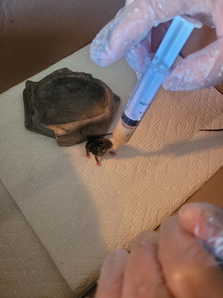 A baby mouse being fed by an eye dropper; there is a water bowl behind the baby mouse