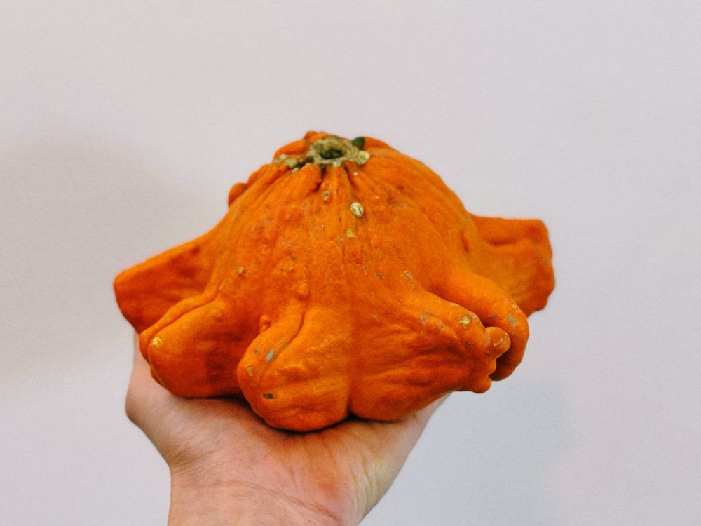 Pumpkin squid that looks like a melted orange