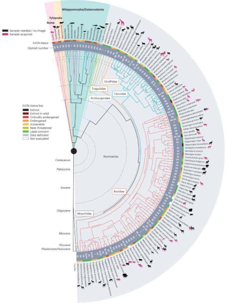 The Ruminant Telomere-to-Telomere (RT2T) Consortium - Nature Genetics