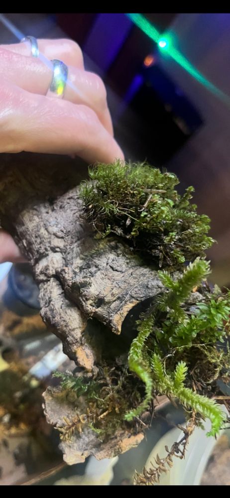 Moss on cork. 
