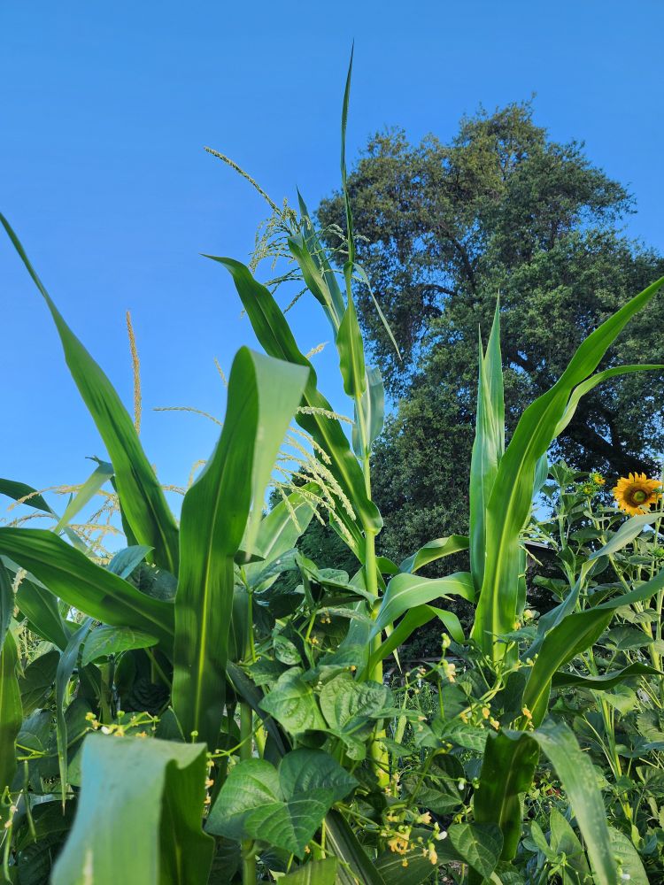 Corn