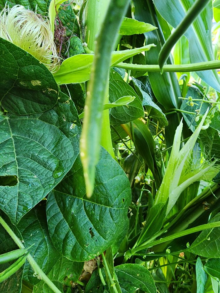 Corn