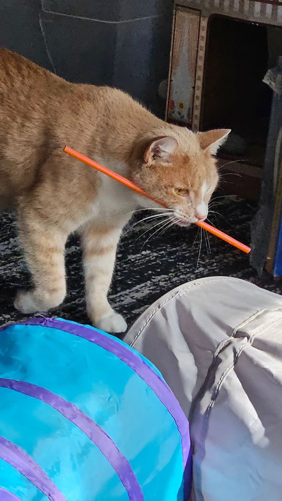 Tabaxi, an orange tabby cat, proudly trots across his living room, with a bright orange disposable drinking straw in his mouth.