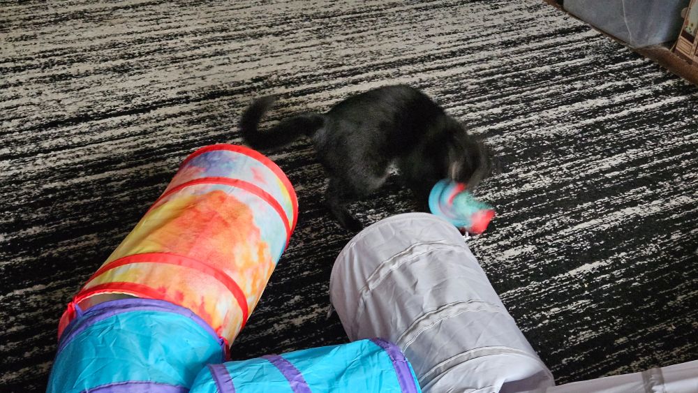 A semi blurry photo of Beastly, a small black cat, playing with a sock.
