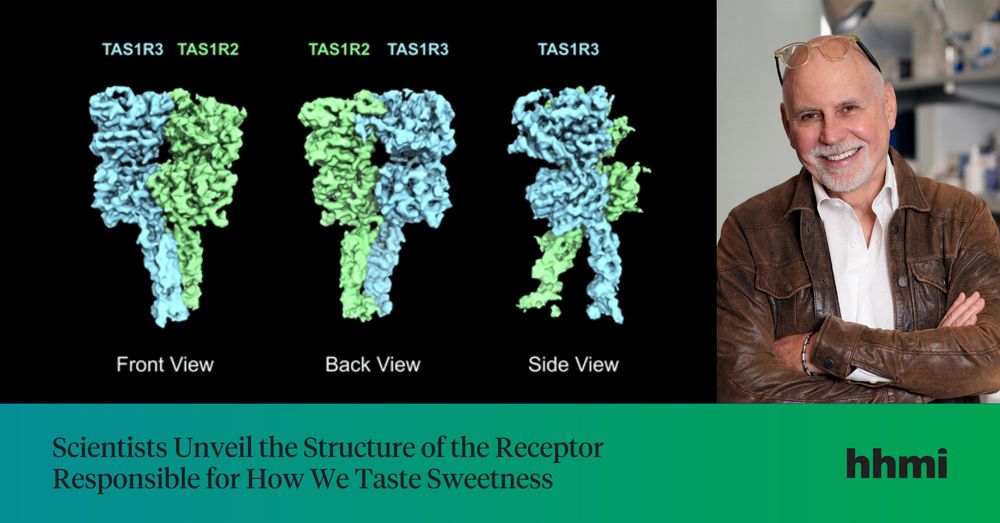 Graphic shows three molecular models of the sweetness receptor in front, back, and side views, with text 'Scientists Unveil the Structure of the Receptor Responsible for How We Taste Sweetness'. To the right, HHMI Investigator Charles Zuker, in a casual shirt poses next to the models. The Howard Hughes Medical Institute logo is in the corner.
