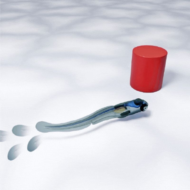 Schematic of experiment and behavioral effect of conditioned robot avoidance. Credit: Zocchi et al. 