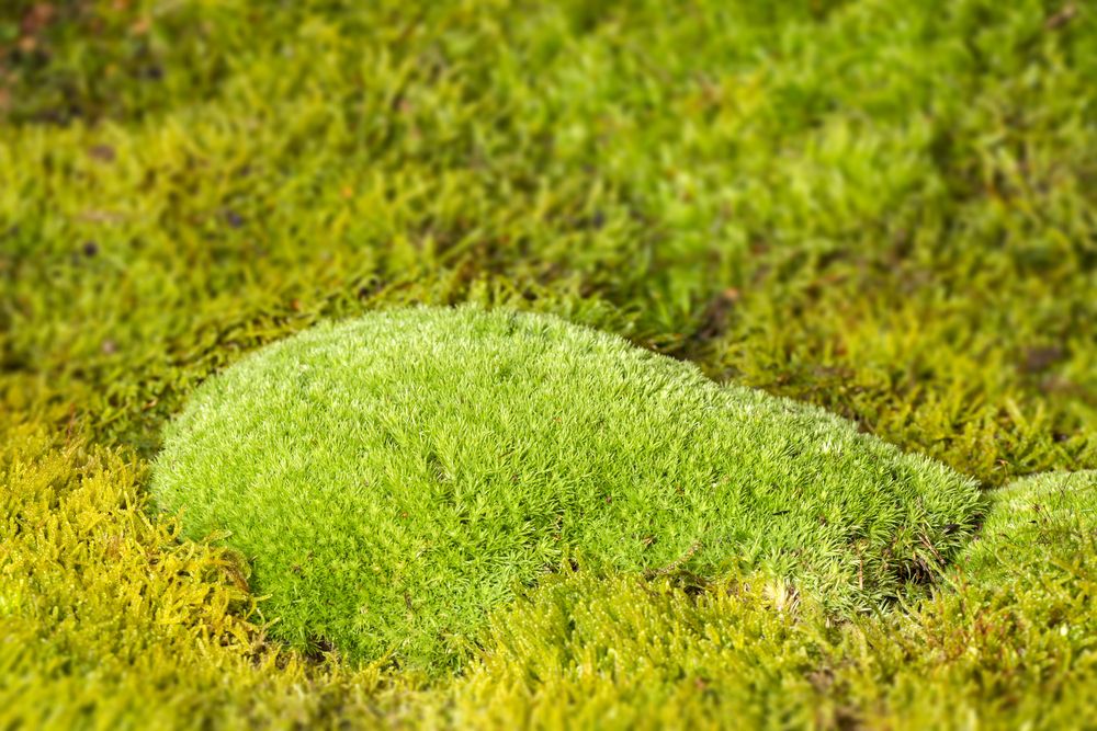 Photo of cushion moss.