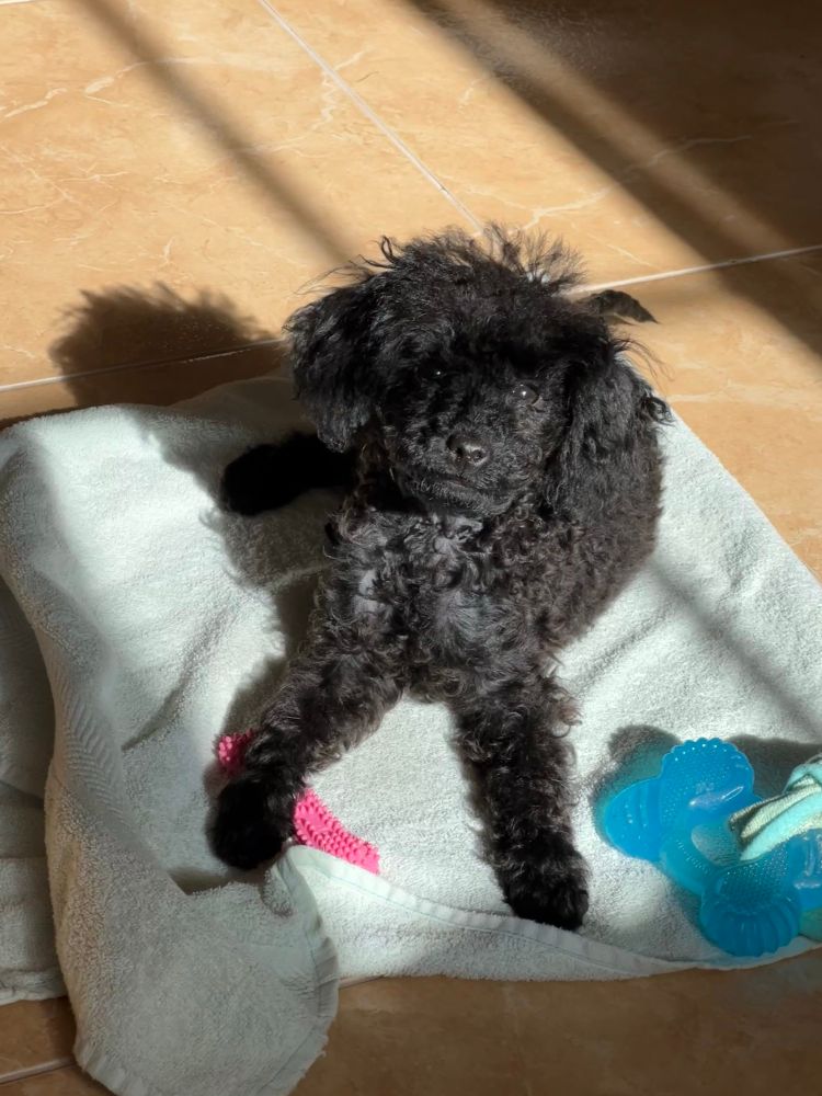 Photo of Nori looking smug, surrounded by her toys.