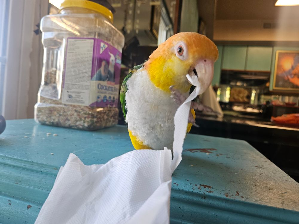 squawky tearing up a napkin