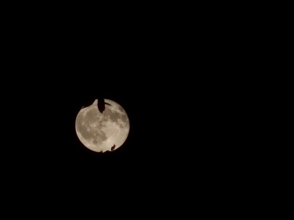 sturgeon moon