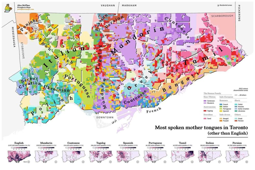 A detailed map illustrating the most spoken mother tongues (other than English) in Toronto. Different languages are represented by distinct colors overlaid on a geographical map of the city and surrounding areas like Mississauga, Etobicoke, York, North York, Scarborough, Vaughan, Markham, and Pickering. Large labels indicate areas where specific languages are prevalent, such as Mandarin, Cantonese, Italian, Portuguese, Tamil, Urdu, Spanish, Persian (Farsi), Greek, Bengali, Serbo-Croatian, and Ukrainian. Smaller charts at the bottom provide statistics on the number of speakers for the top languages, including English. The map also shows the boundaries of residential areas and major roads. A legend indicates the language families represented by the colors, such as Sino-Tibetan (Mandarin, Cantonese), Indo-Aryan (Urdu, Bengali, Tamil, Persian, Greek), Romance (Italian, Portuguese, Spanish, French), Slavic (Serbo-Croatian, Ukrainian), and others like Tagalog.