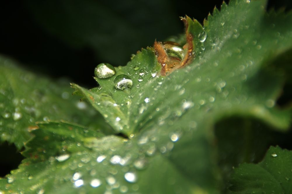 Regentropfen perlen auf einem Blatt (Lotuseffekt)